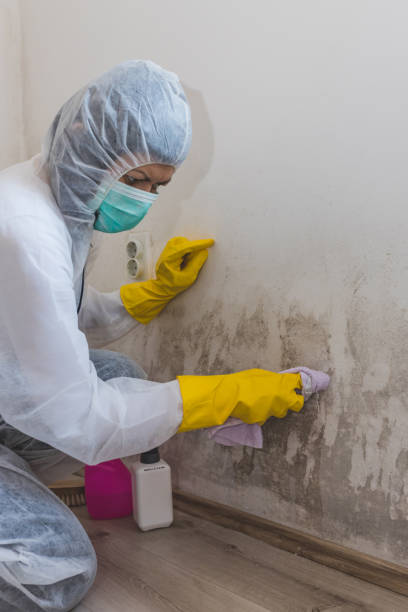Best Asbestos and Lead Testing During Mold Inspection  in Lemmon Valley, NV
